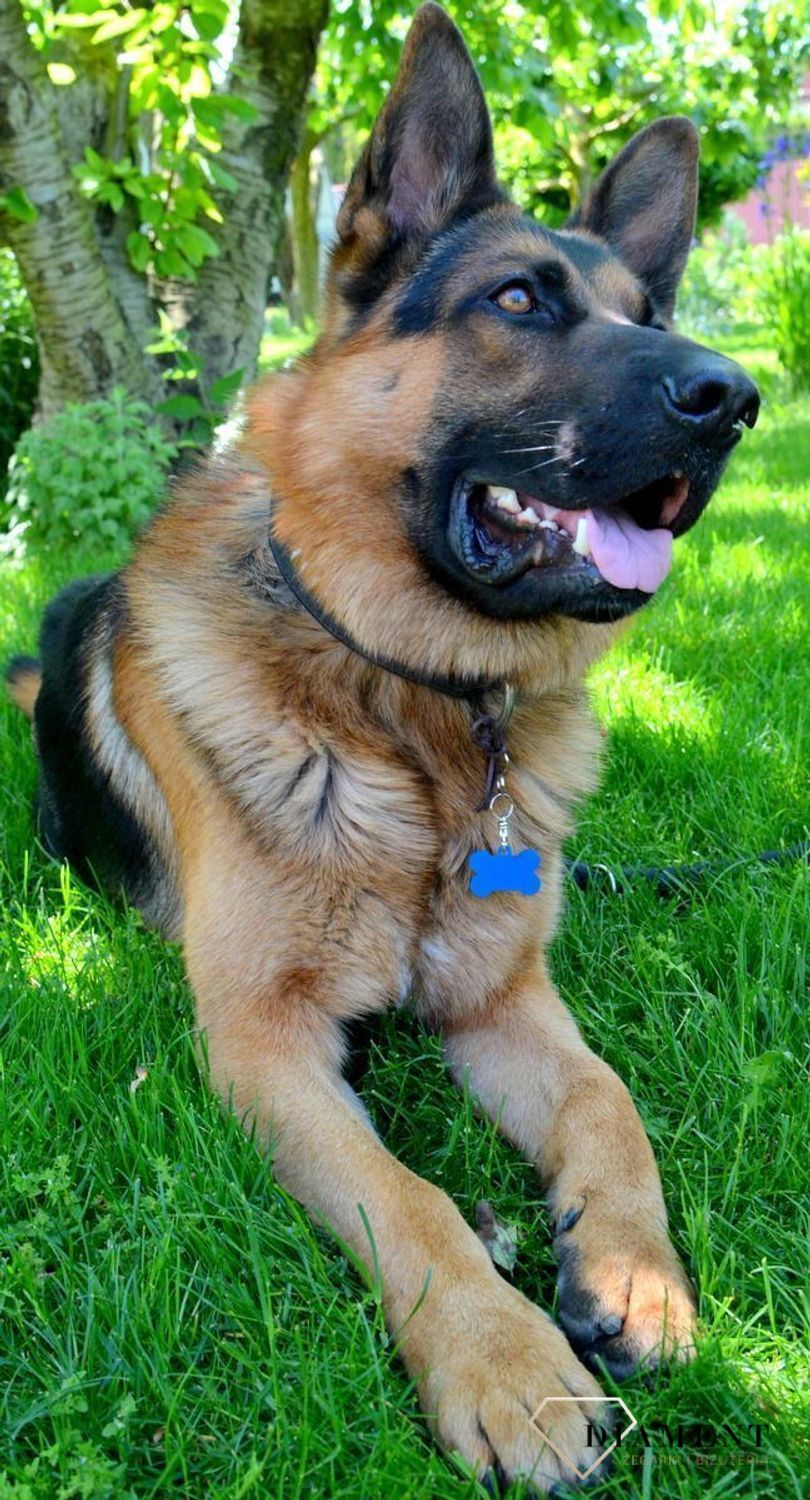 Blaszka dla pupila kość 3,7 cm z miejscem na grawer Kość blue L. Blaszka w formie adresówki, identyfikatora dla psa. Blaszka z miejscem na grawer. Na adresówce możemy wygrawerować np. imię psa i nr telefonu do właściciela..jpg